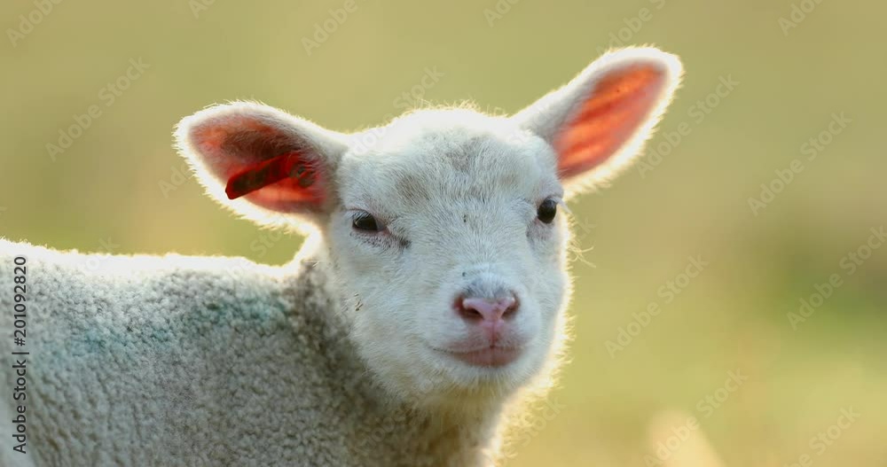Cute young lamb on pasture, early morning in spring. Cute young lamb on pasture, early morning in spring.