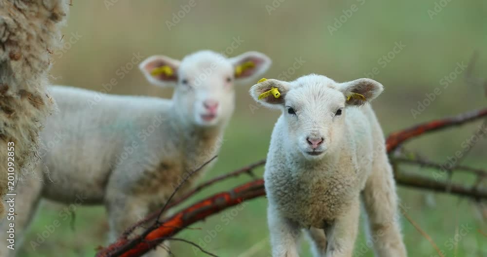 Cute young lambs on pasture, early morning in spring. Cute young lambs on pasture, early morning in spring.