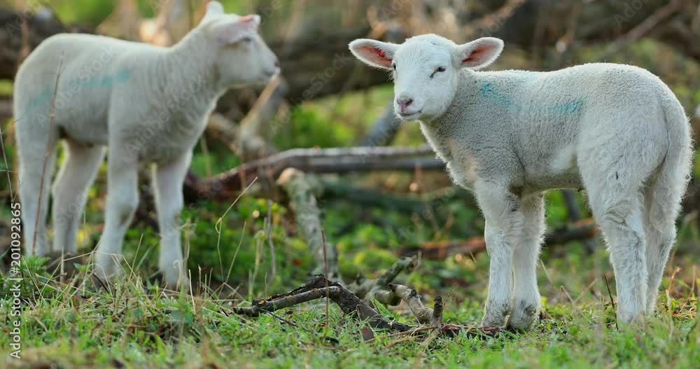 Cute young lambs on pasture, early morning in spring. Cute young lambs on pasture, early morning in spring.