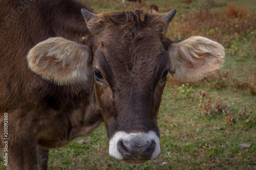 Young brown cow portrait on the field in Ukraine. Farm grazing.