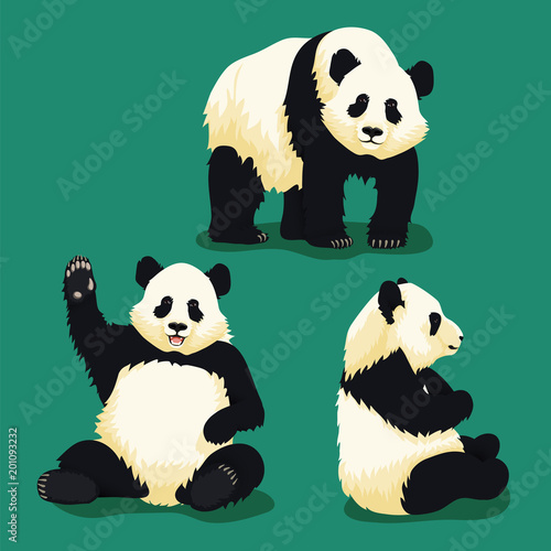 Set of illustrations of giant pandas in different poses: standing panda, waving smiling panda and panda sitting in profile