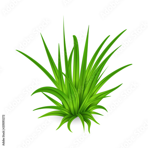 Bunch of tall green grass isolated on white background
