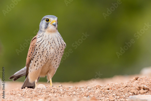 Bild auf Leinwand portrait of a common kestrel (Falco tinnunculus) perched on the ground with gree