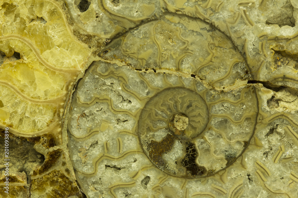 Great ammonite shell viewed in section, revealing the internal chambers and septa. Large polished examples are prized for their aesthetic, and scientific, value. Creative background photography. Great ammonite shell viewed in section, revealing the internal chambers and septa. Large polished examples are prized for their aesthetic, and scientific, value. Creative background photography.