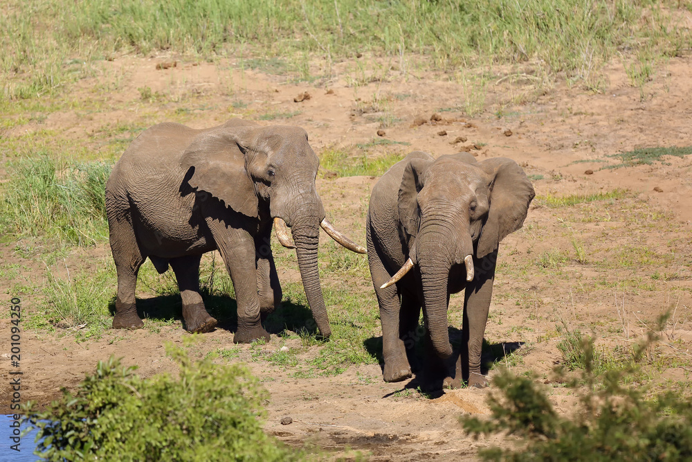 The African bush elephant (Loxodonta africana). Two big males in the dry river.