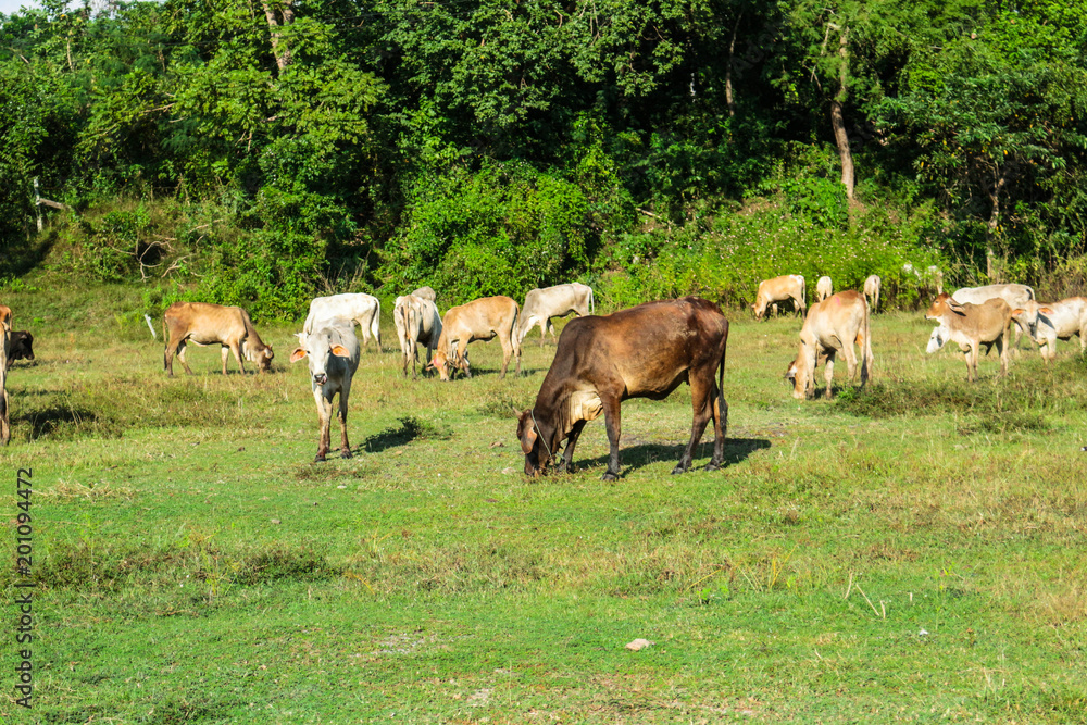 cow thailand park outdoor animal wildlife