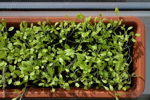 young salad plants grown in pot