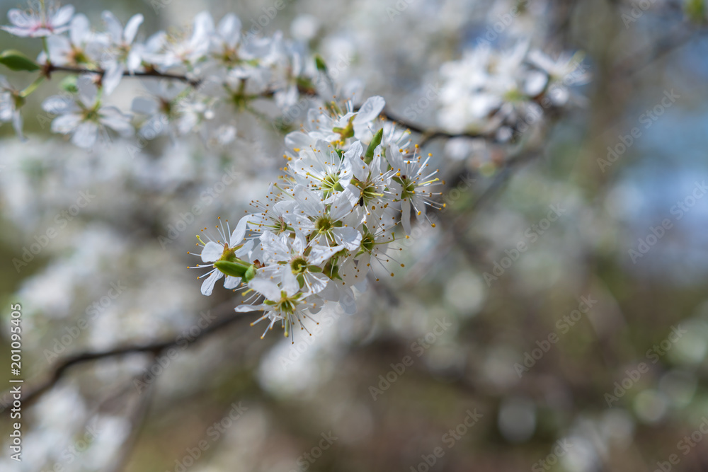 Kirchbaum mit schönen blüten