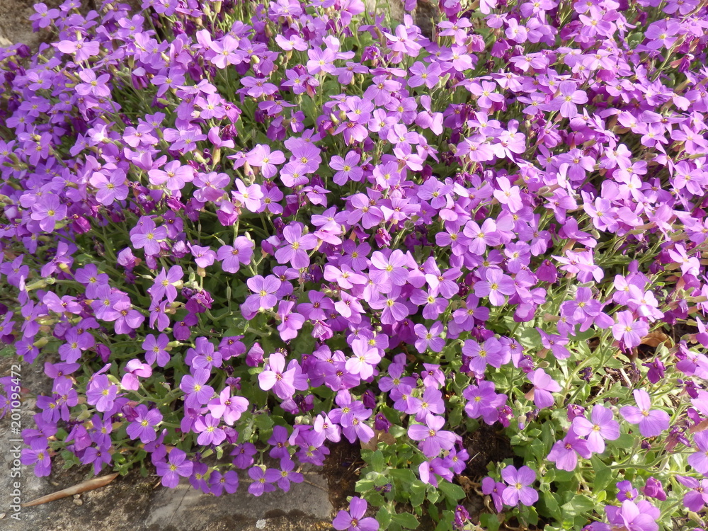 Obraz premium fleur violette