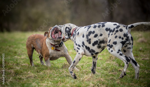 Bulldog and Dalmatian dog play