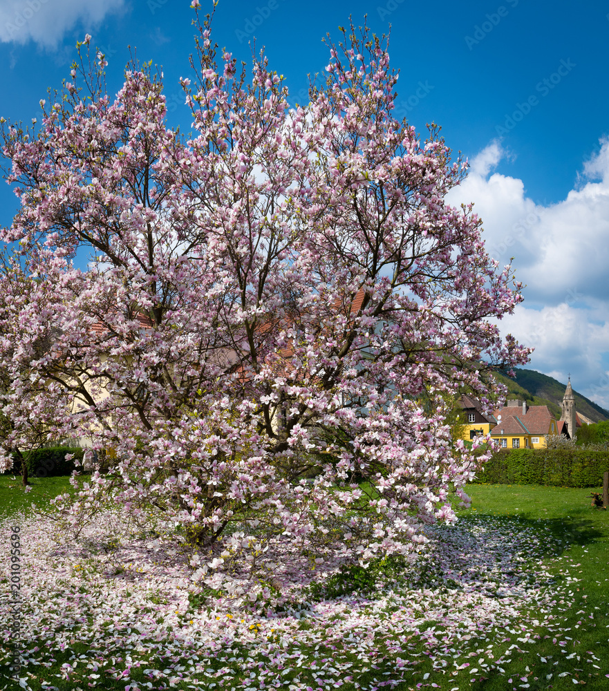 Magnolientraum der Wachau