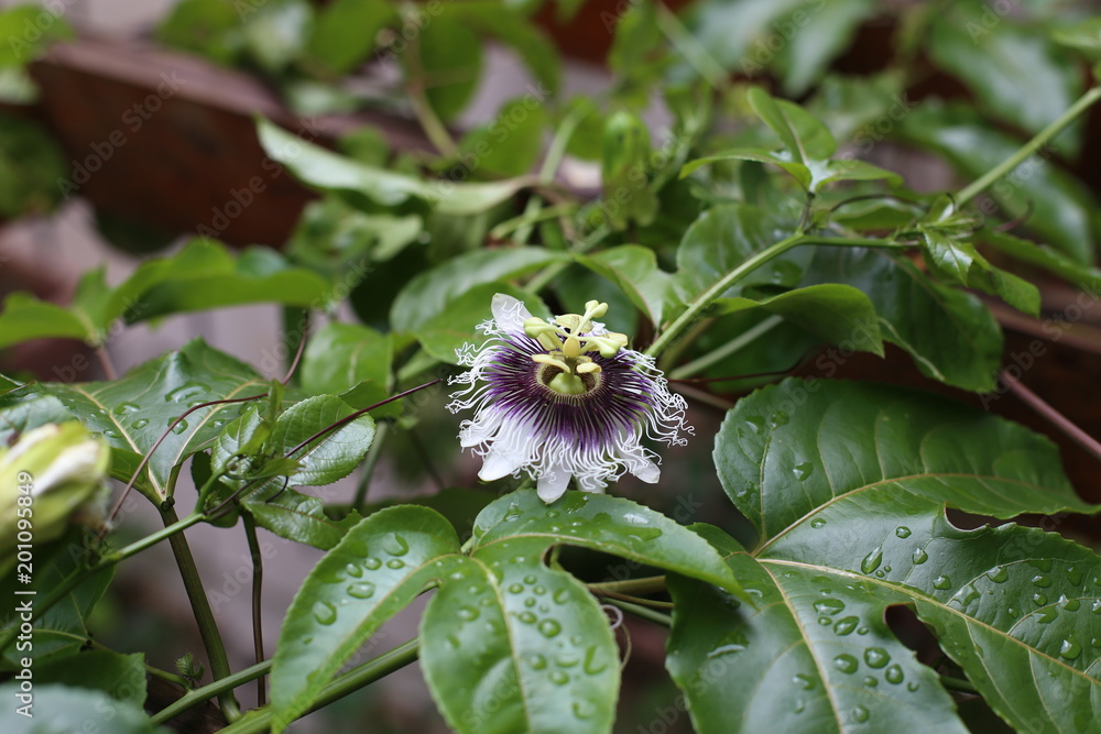 Obraz premium Polinização