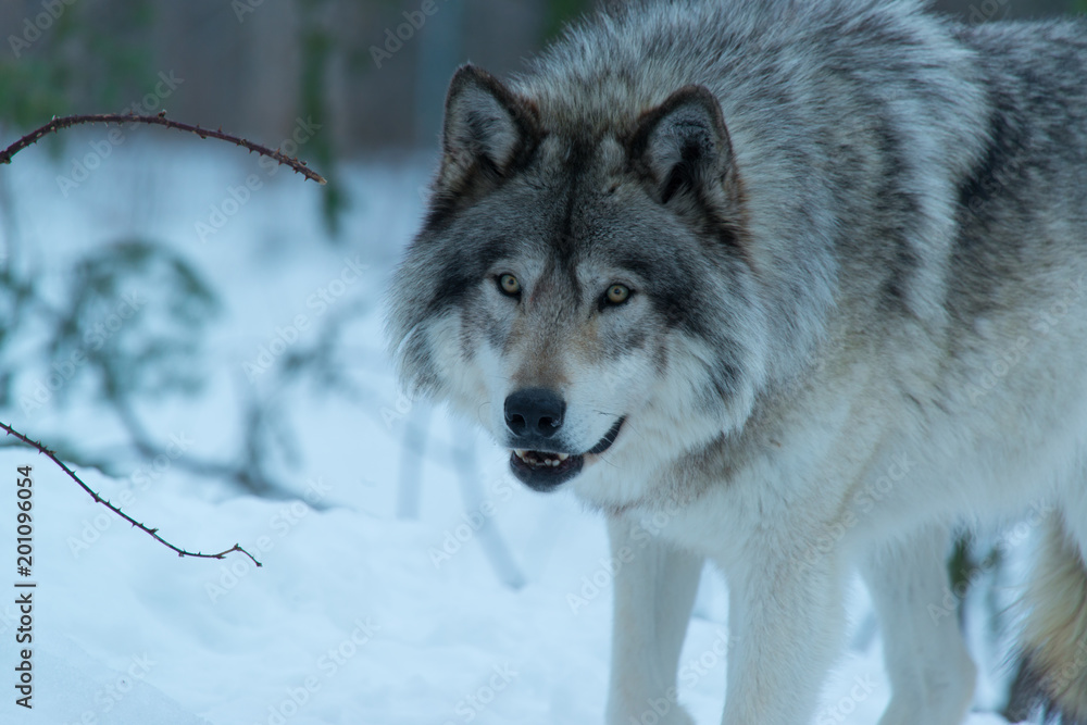 Timber Wolf, Quebec