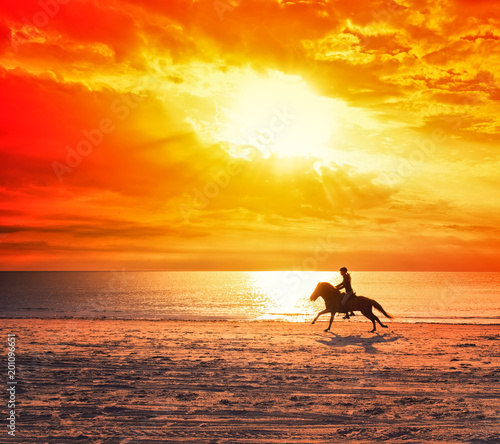 horse running on a beach