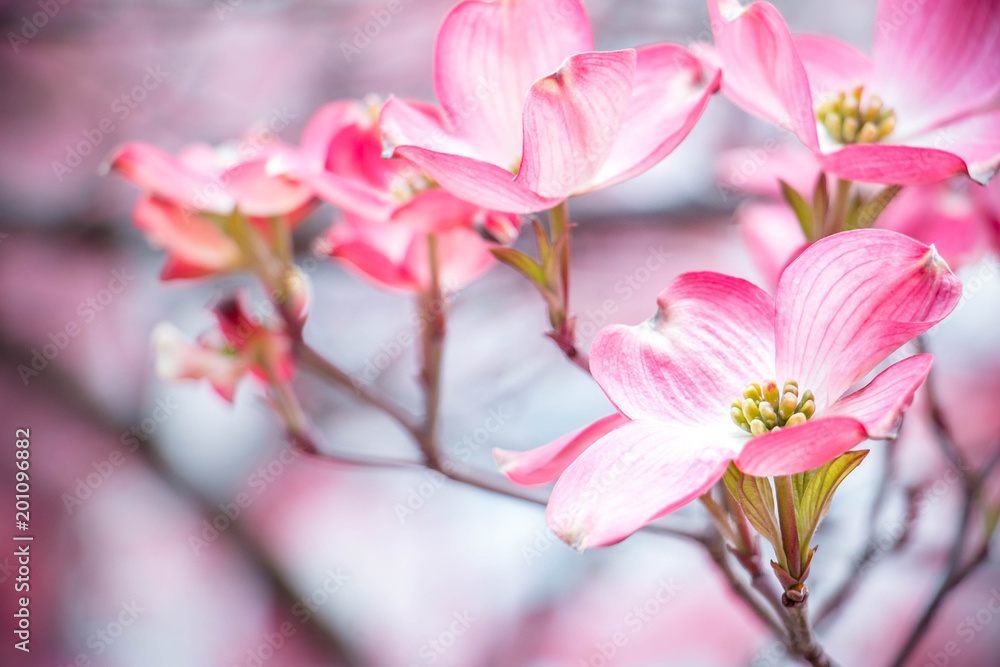 Cherry Blossoms Closeup
