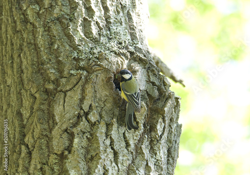 Tit at nest in a tree