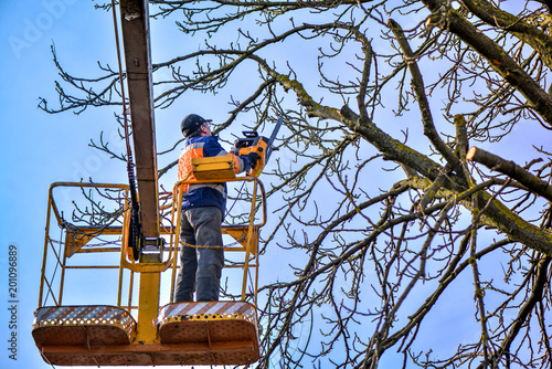 Tree pruning and sawing by a man with a chainsaw, standing on a platform of a mechanical chair lift, on high altitude between the branches of old, big oak tree. Branches, timbers and sawdust falling