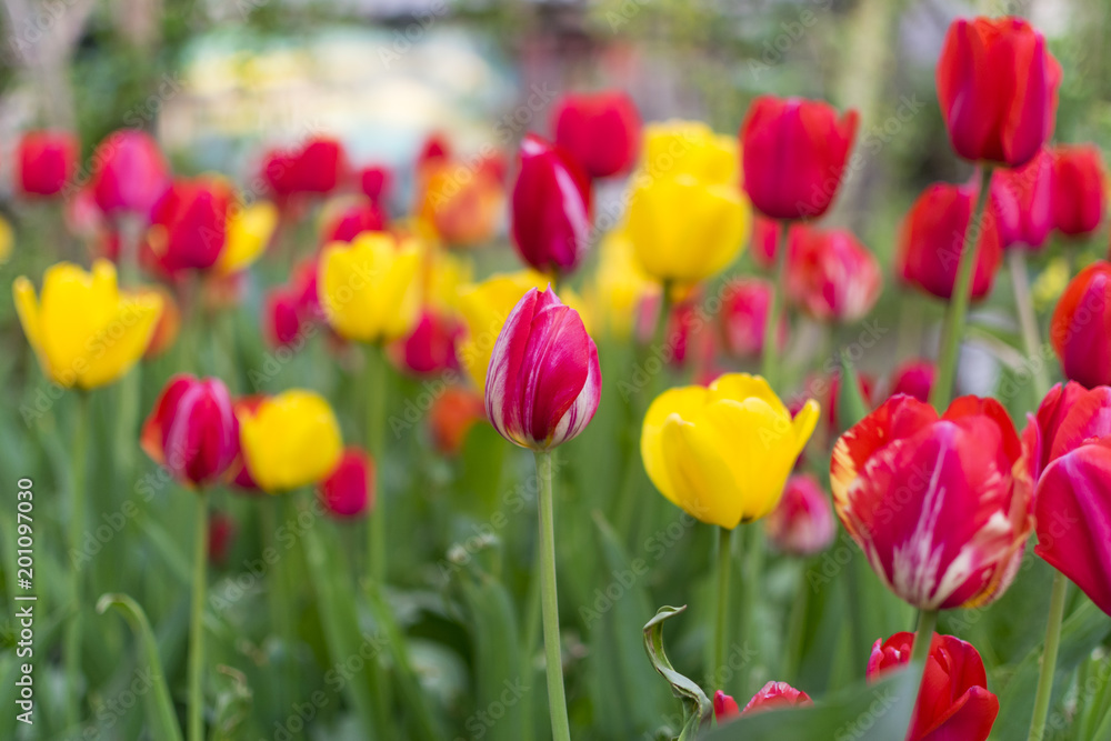 Lot of red and yellow tulips in garden