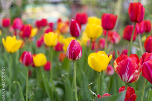 Fototapeta Naklejka Na Ścianę i Meble -  Lot of red and yellow tulips in garden