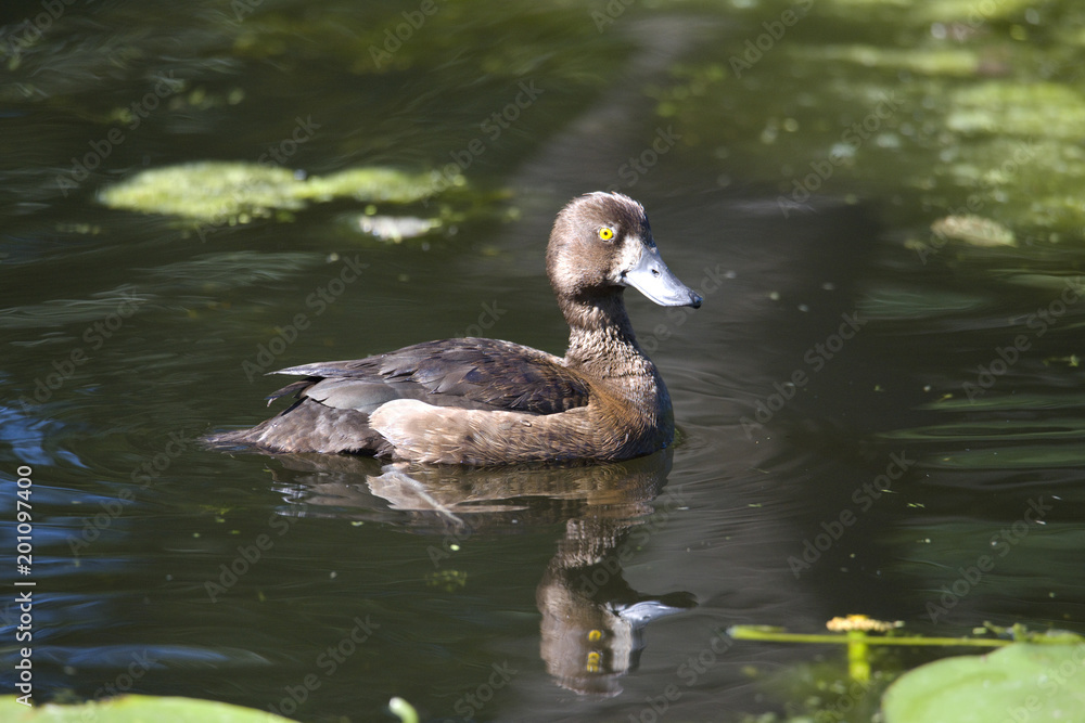 Tufted duck in a pond