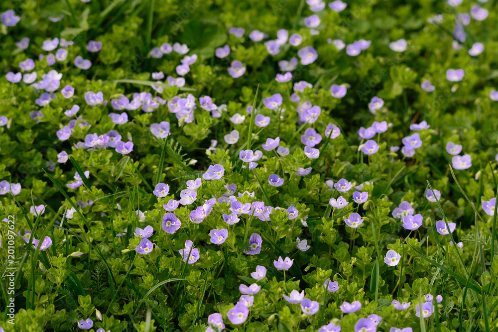 Tiny purple spring flowers in the grass of the garden