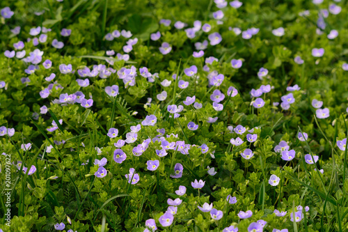 Tiny purple spring flowers in the grass of the garden