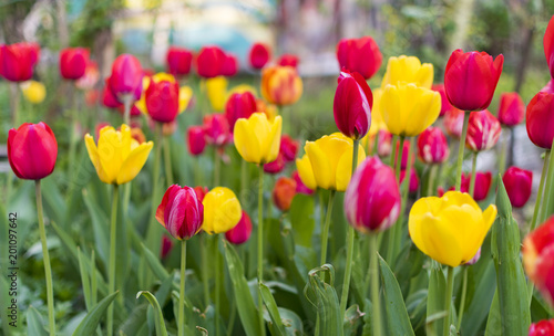 Lot of red and yellow tulips in garden