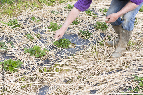 Young Strawberry Plants growing on a bed of straw mulch photo