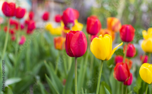 Lot of red and yellow tulips in garden