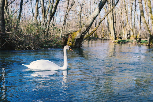 Fototapeta Naklejka Na Ścianę i Meble -  White swan swimming on lake at park