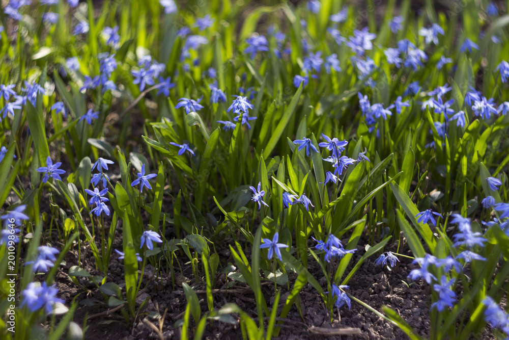 Scilla bifolia - flowering of small blue flowers in the spring in a garden or forest, background Scilla bifolia - flowering of small blue flowers in the spring in a garden or forest, background