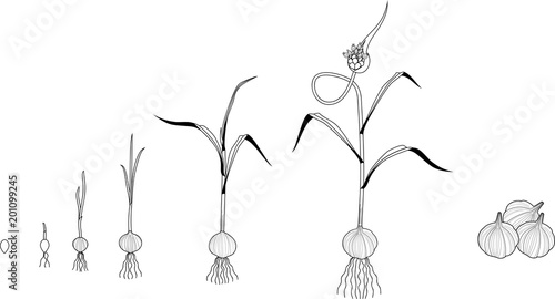 Garlic life cycle coloring page. Consecutive stages of growth from bulbil to flowering garlic plant