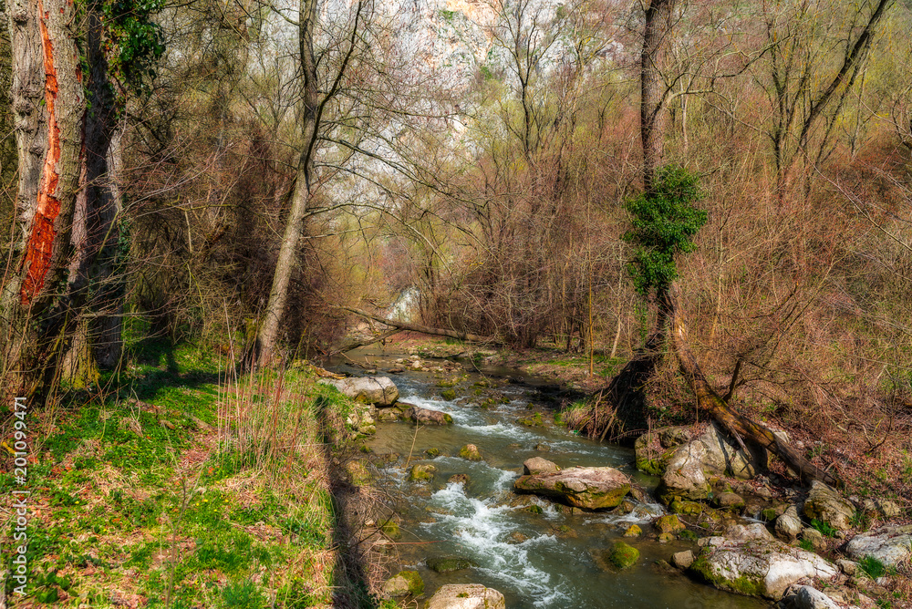 Spring Forest river