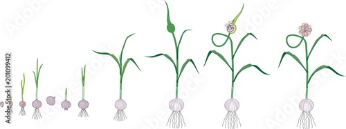 Garlic life cycle. Consecutive stages of growth from bulbil to flowering garlic plant
