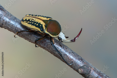 scarab beetle - Mecynorrhina harrisi harrisi photo