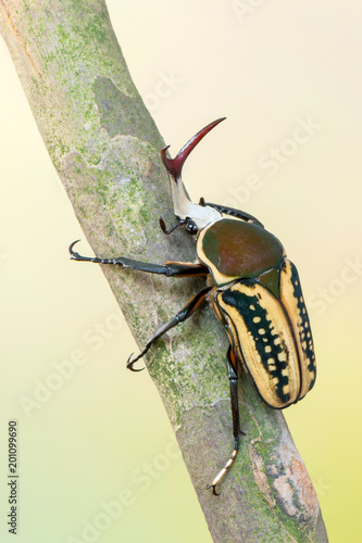 scarab beetle - Mecynorrhina harrisi harrisi photo