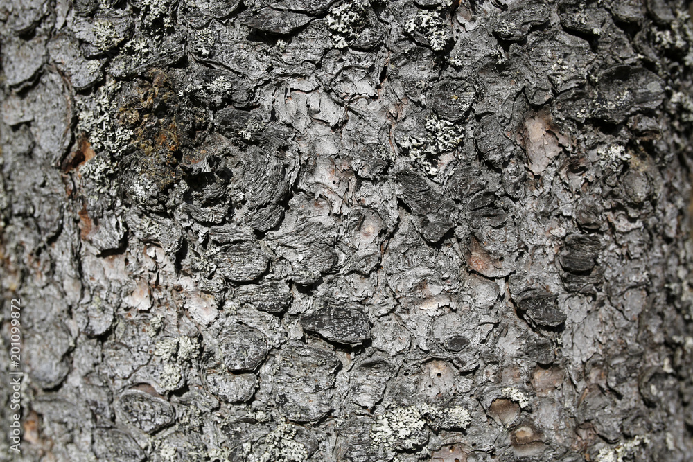 Obraz premium tree bark background or texture