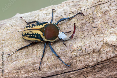 scarab beetle - Mecynorrhina harrisi harrisi photo