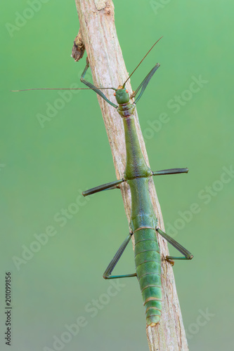 walking stick - periphetes forcipatus photo