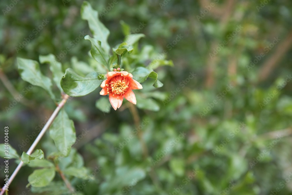 Closeup portrait of a pomegranate plant bloom.