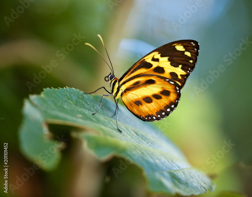 Brazilian orange butterfly sitting on green leaf