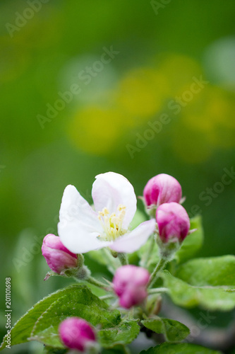 Blossoming apple tree branch in an orchard