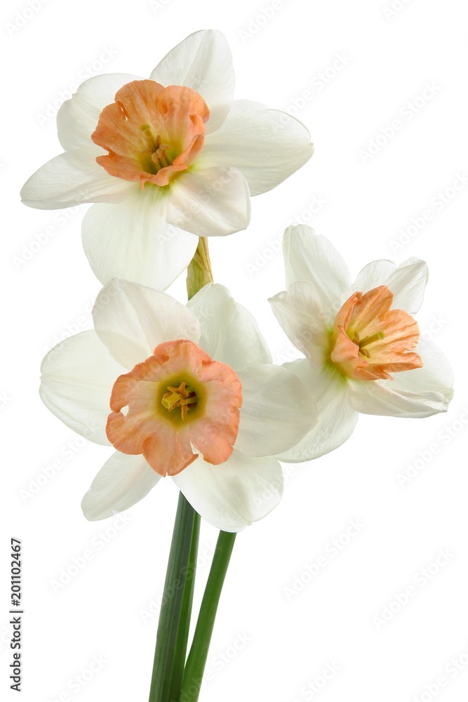 posy of daffodils close up