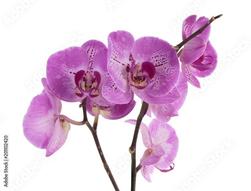 pink orchid close up
