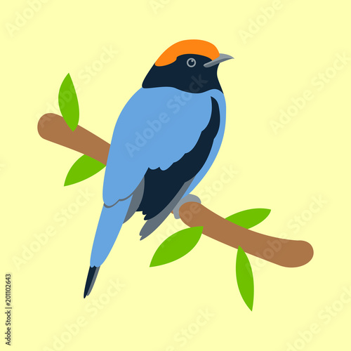  bird flycatcher vector illustration flat style  profile side