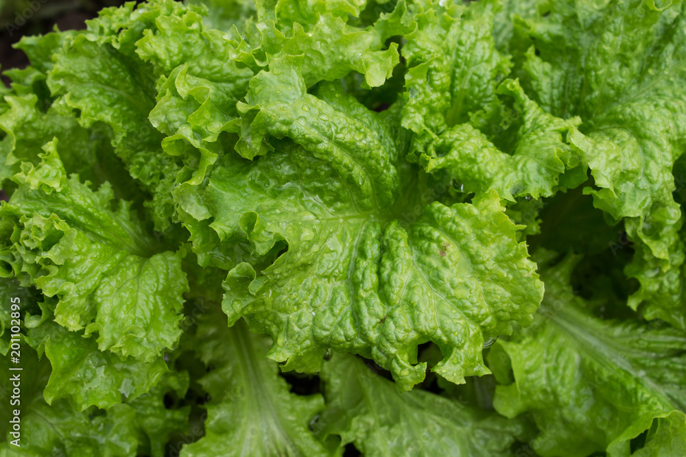 Fresh leaves of green salad on the bed. Close-up. Fresh leaves of green salad on the bed. Close-up.