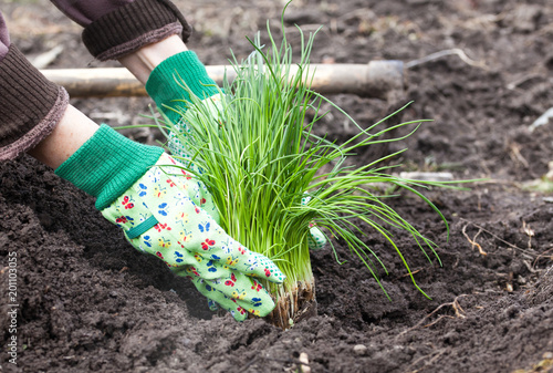 woman's hands planting chives in garden in early spring - healthy lifestyle - gardening photo