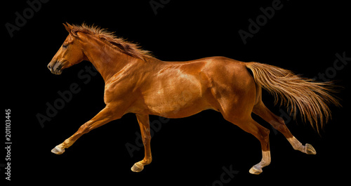 Isolate of the chectnut young horse cantering on the black background.