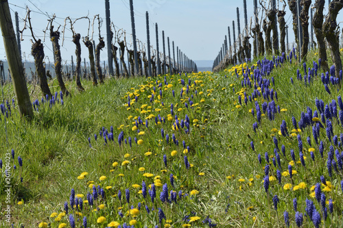 Fototapeta Naklejka Na Ścianę i Meble -  löwenzahn und traubenhyazinthe im wingert