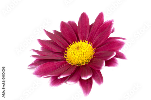 beautiful purple pink flower isolated on white